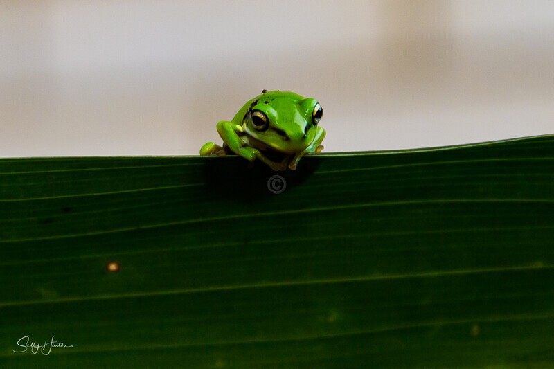 13 Tiny Green Frog - Frogs