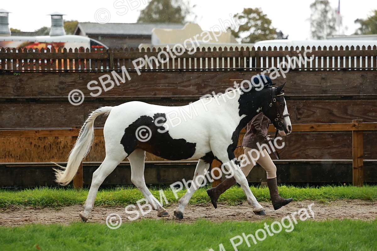 SBM_34858 - S10 - Best In Hand Horse & Pony