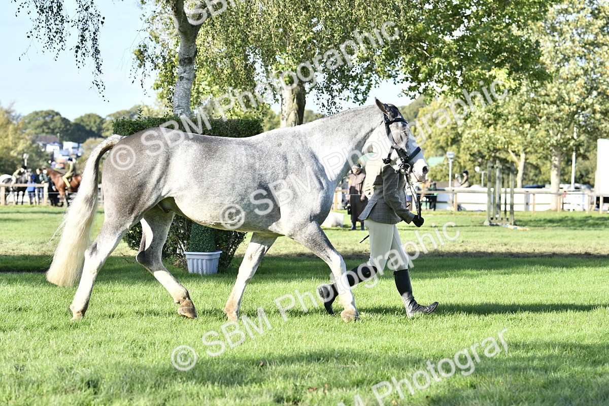 SBM_52240 - S35 - Working Hunter & Working Show Horse
