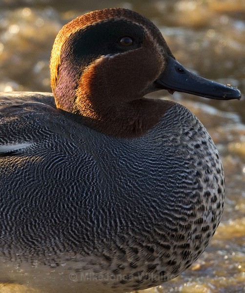  - TEAL (Small dabbling duck)