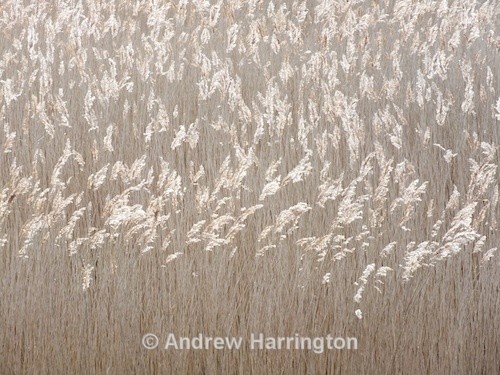 dancing grasses - Photos 3