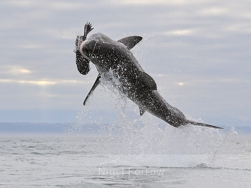 Great White Shark breach (frame 4), Mossel Bay, South Africa - Breaching Great White Shark