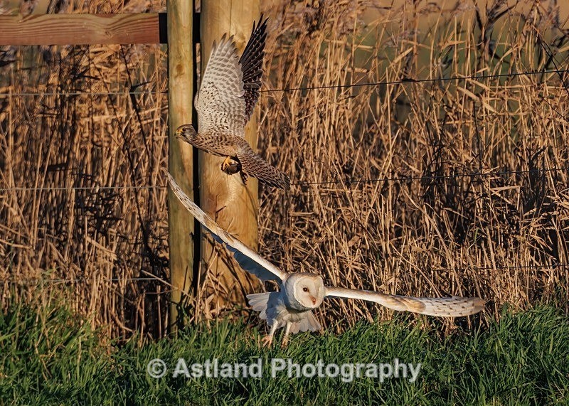 Barn Owl & Kestrel - Latest Images