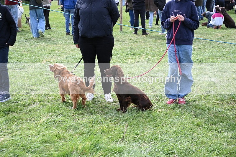 WJ6_8784 - Class 8 Best Working / Gun Dog or Bitch