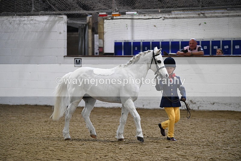 WJ5_4652 - Class 3 Part Bred In hand