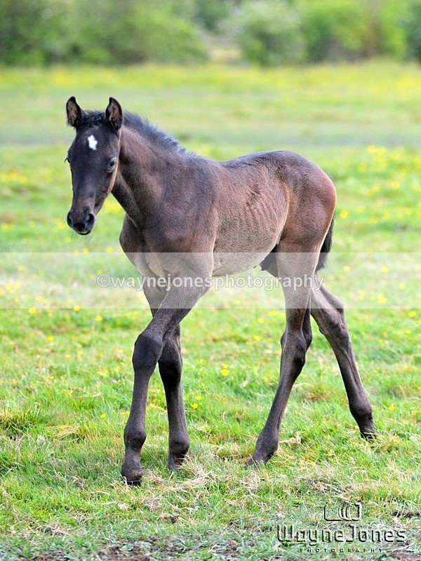WJ5_4113 - Lyford Stud - Foals 01-06-25