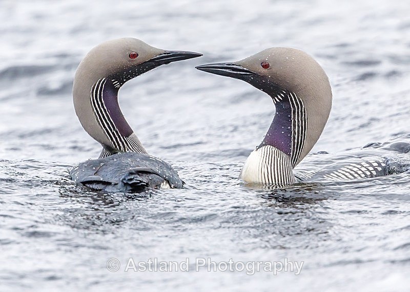 Astland Photography, Bird and Wildlife Images, Susan and Peter Wilson, U.K.