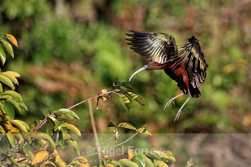 Glossy Ibis slowing in flight, Wakodahatchee Wetlands, Florida - Glossy Ibis
