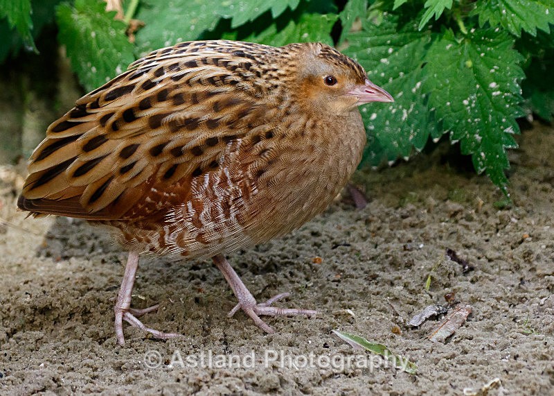 Astland Photography, Bird and Wildlife Images, Susan and Peter Wilson, U.K.