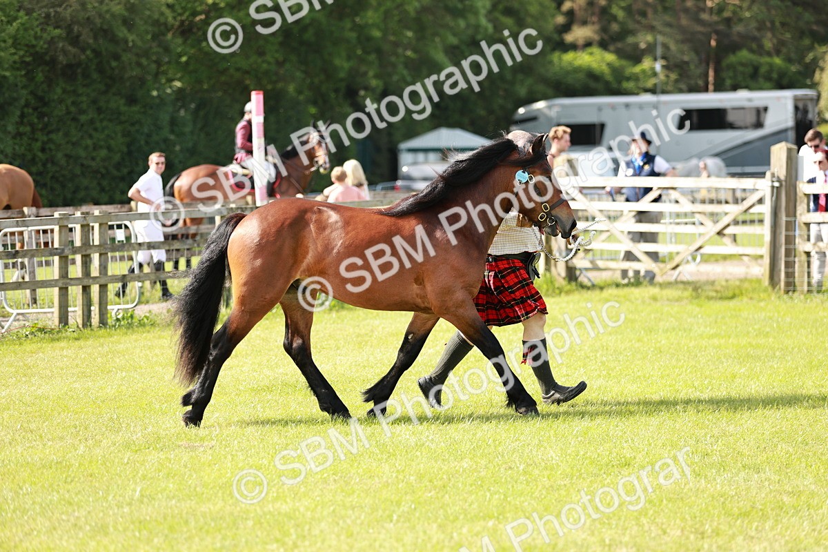 SBM_01600 - Class 14-23 - Mountain & Moorland In Hand Non Welsh