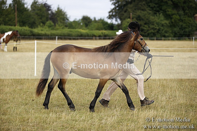 _C7A9602 - BVRC Sow 2018 Ring 2