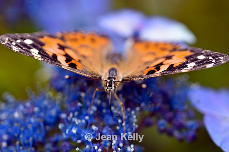 Painted Lady Butterfly - DSC_4637_00015 - Insects