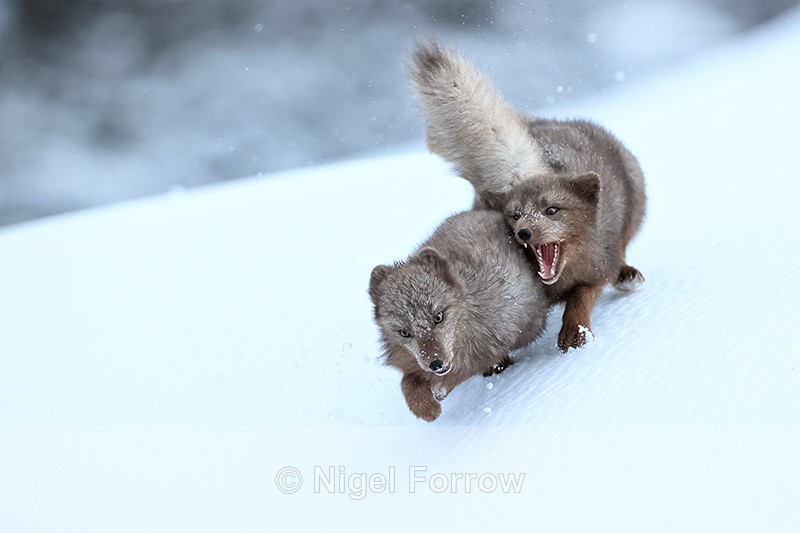 Arctic Foxes (female) fighting, Hornstrandir, Iceland - Arctic Fox