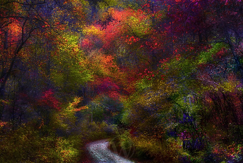 Chattahoochee Forest Georgia USA - Land