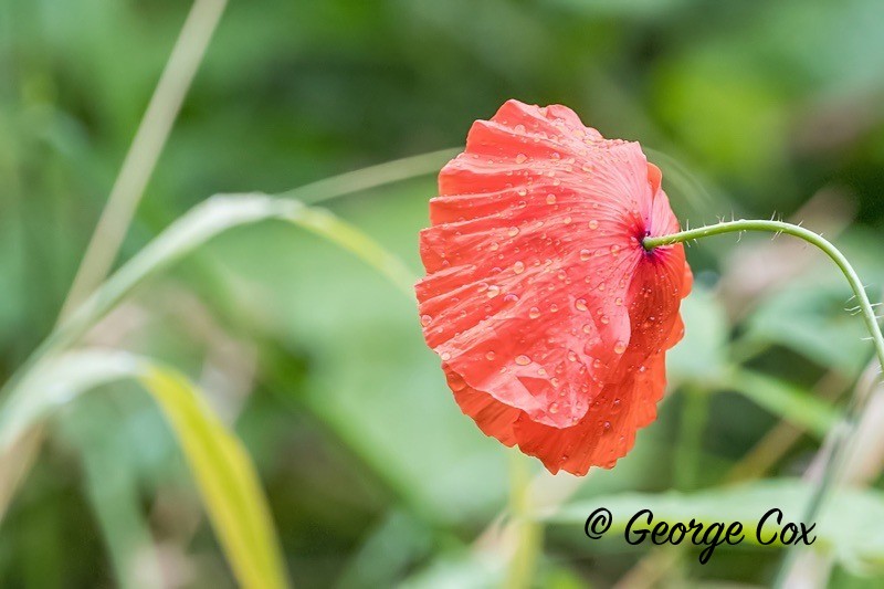 Wild Poppy - Flowers