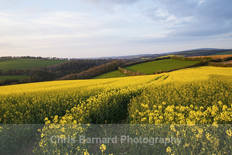  - Rapeseed Fields