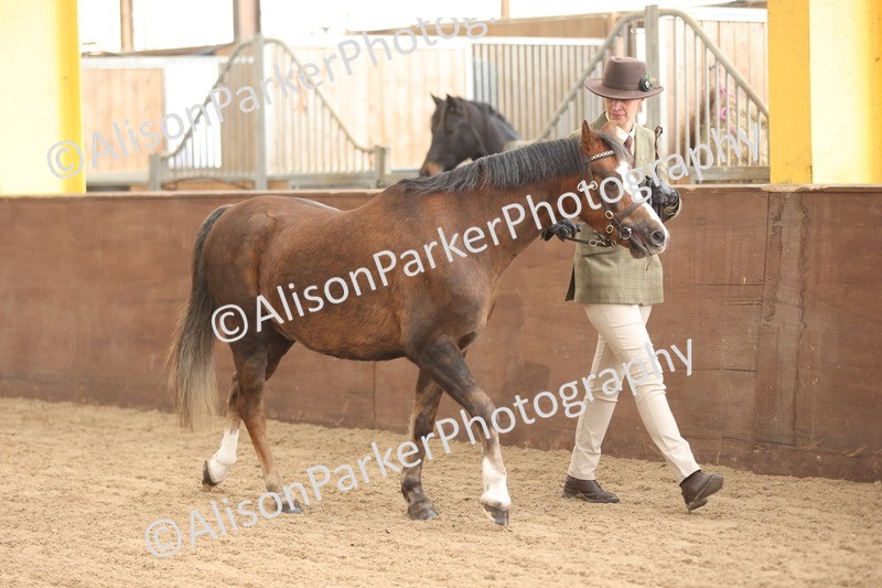 20251109-0590 - Class 22 - Geldings 4 Years and over