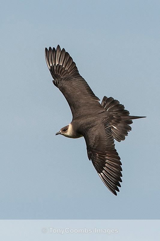 Arctic Skua - Birds