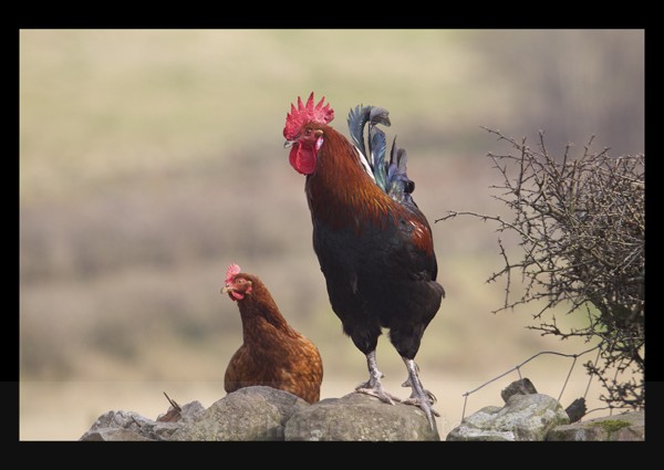 Hen & Rooster - Captured Wild life/Domestic/ livestock Animals