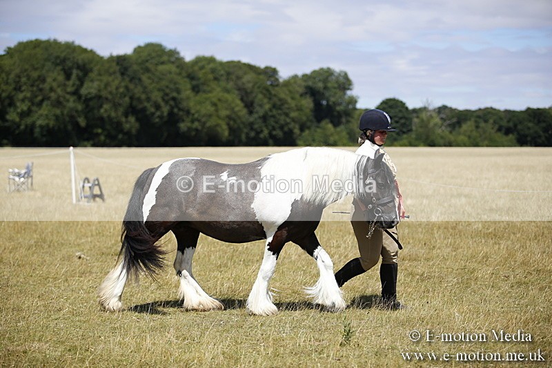 _C7A0093 - In Hand Championship BVRC Show 2018