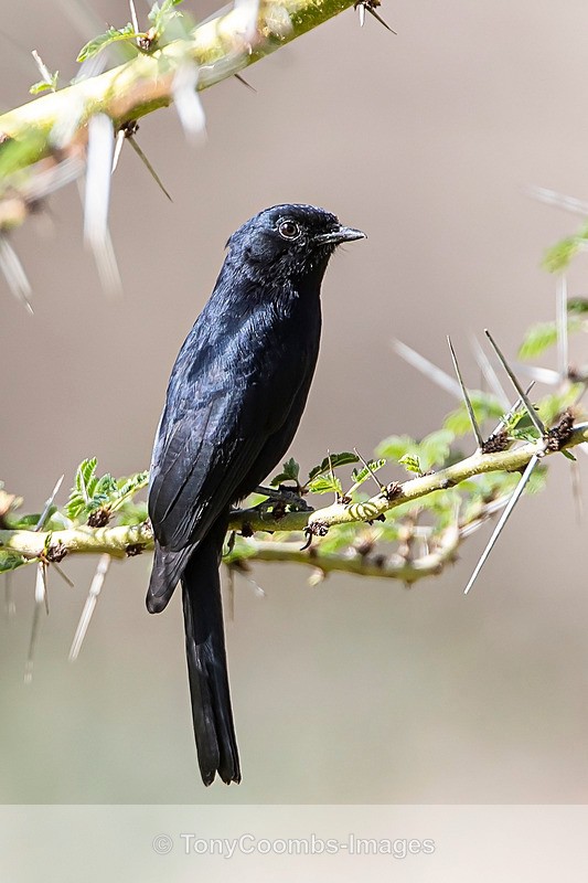 Southern Black Flycatcher - Lewa ~ Birds