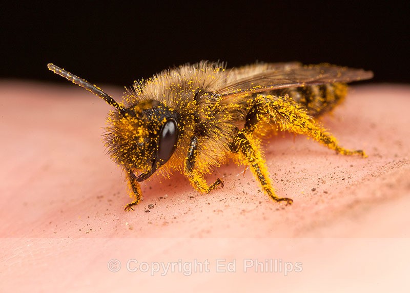 Andrena flavipes (m) - Andrena flavipes