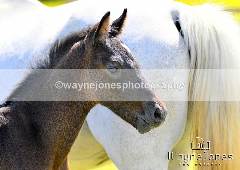 WJ5_4276 - Lyford Stud - Foals 01-06-25