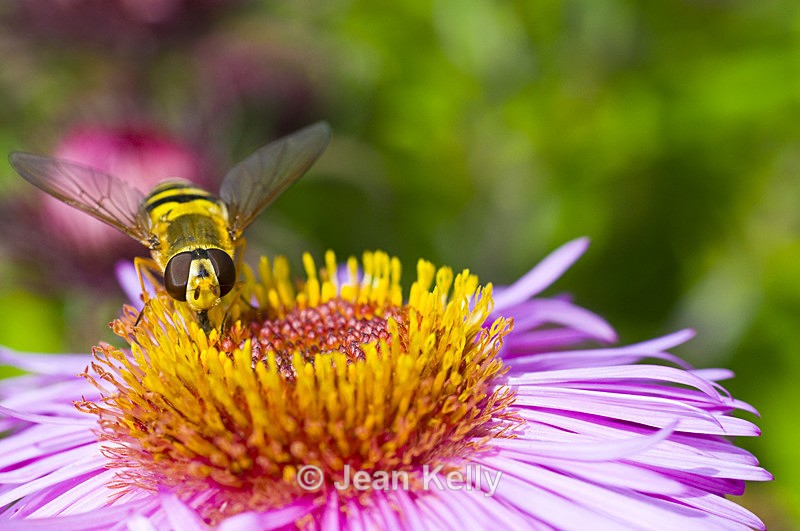 Hoverfly - 6045 - Insects