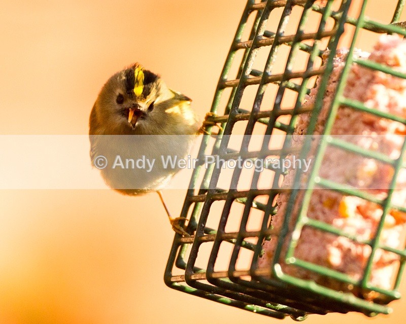 20110308-IMG_1861 - Wren & Goldcrest