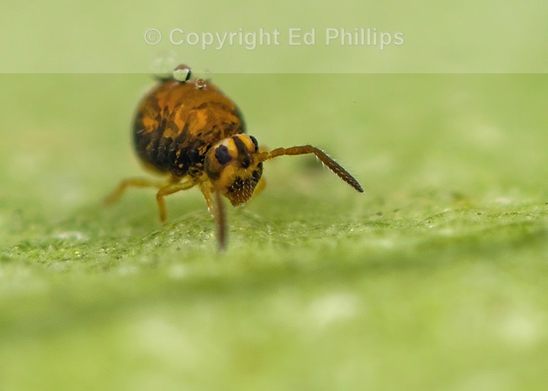 Sminthurinus aureus - Dark form