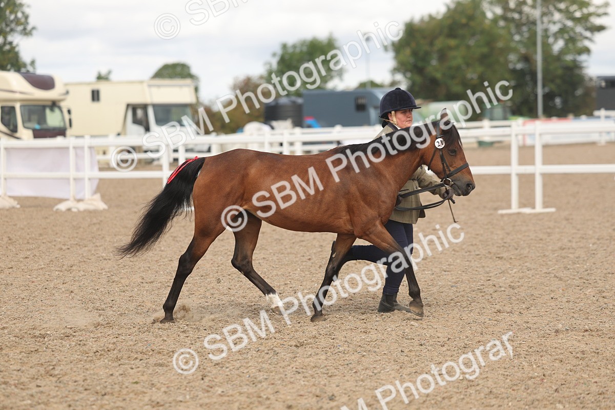 SBM_04393 - Class 17 - Prettiest Mare (IH or Ridden)