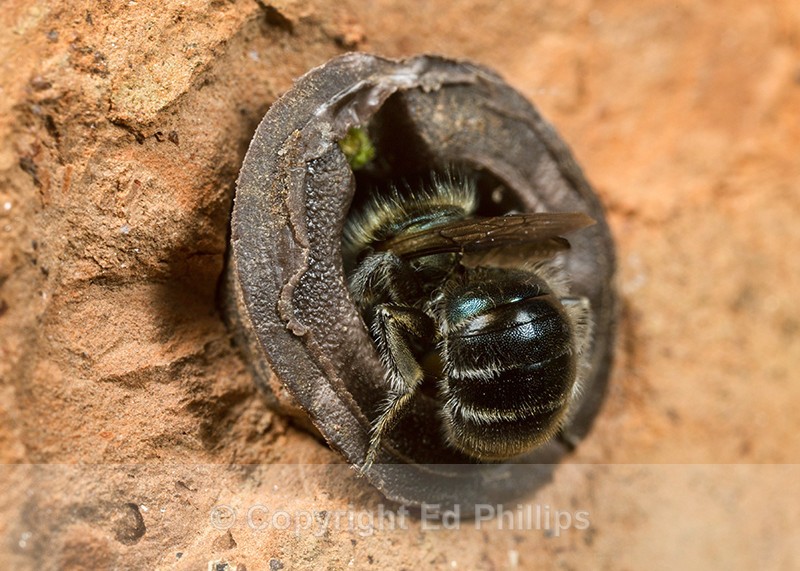 Osmia caerulescens (f) - Osmia caerulescens