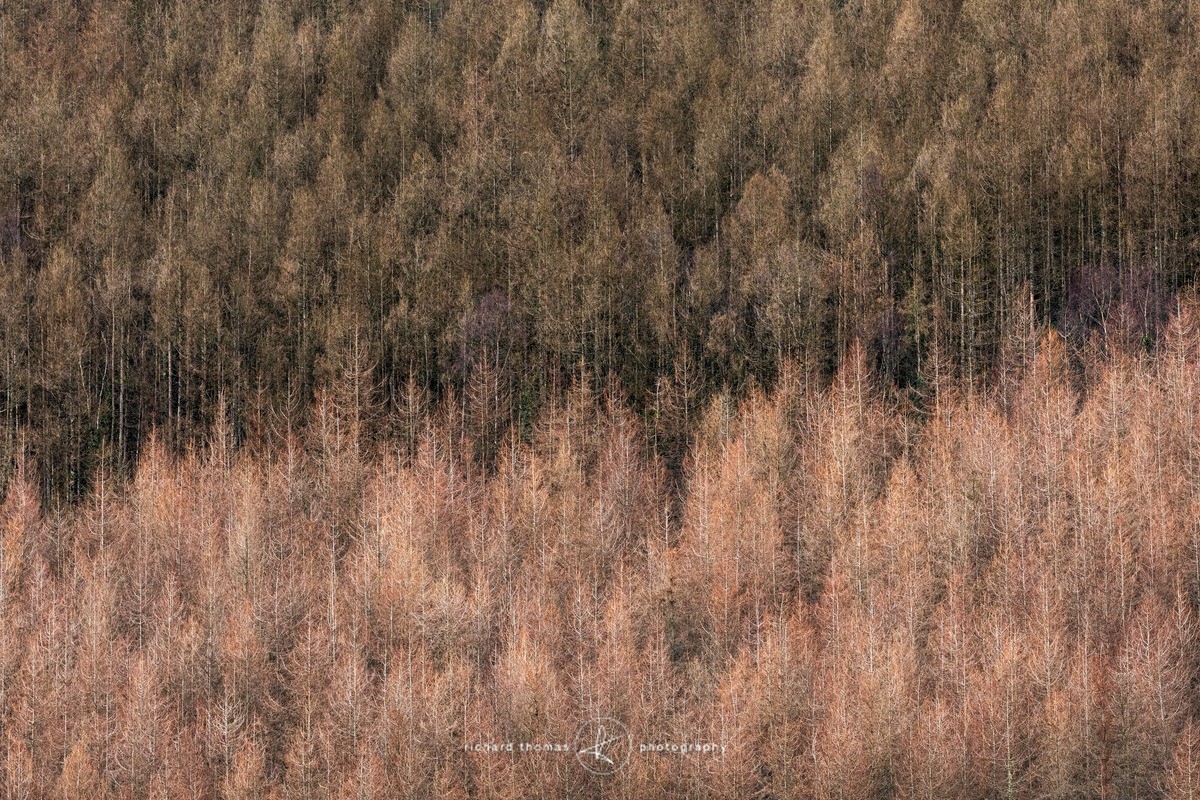 Larch divide - Woodland