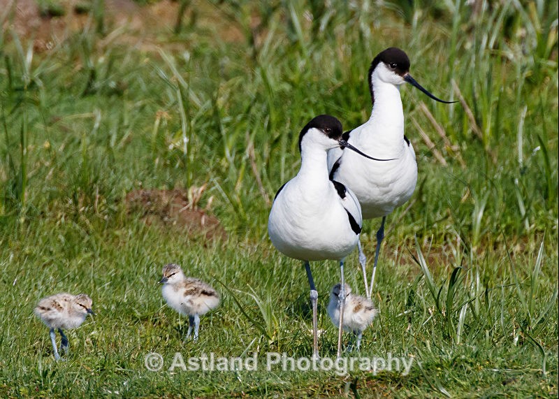Astland Photography, Bird and Wildlife Images, Susan and Peter Wilson, U.K.