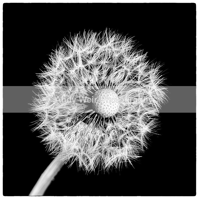 20140518-3K8A1608-2975 - Plants & Flowers