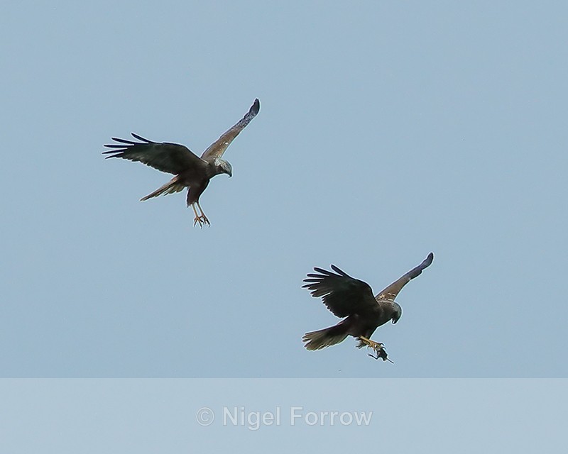 Marsh Harriers, successful food pass, Otmoor RSPB - Marsh Harrier