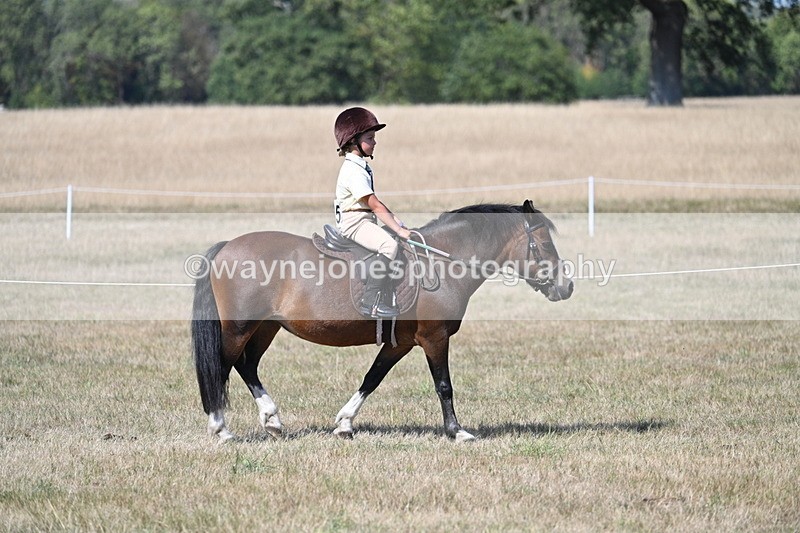 WJ7_1203 - Class 41 Prettiest Mare