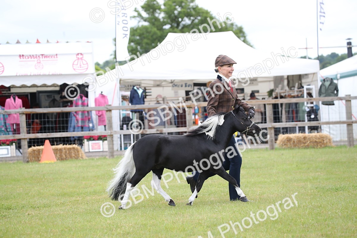 SBM_03854 - Class 23-25 - British Miniature Horse of the Year