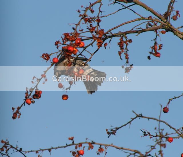 05 Mistle thrush eating a crabapple - WINTER 2020 /21