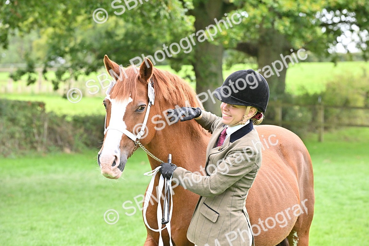 SBM_63303 - S49 - Mountain & Moorland In Hand Large Breeds
