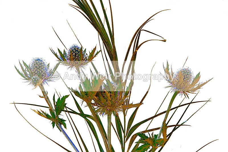 Thistle & Grass - Plants & Flowers