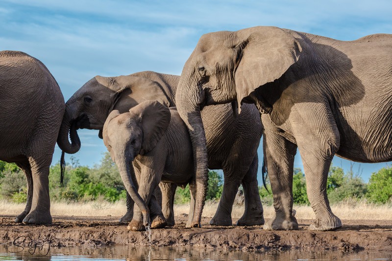 Elephant Baby 13