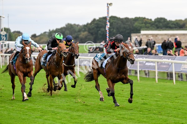 101025-Race 4-Thaluna-0312 - Race 4 William Hill Best Odds Guaranteed EBF Novice Stakes at York