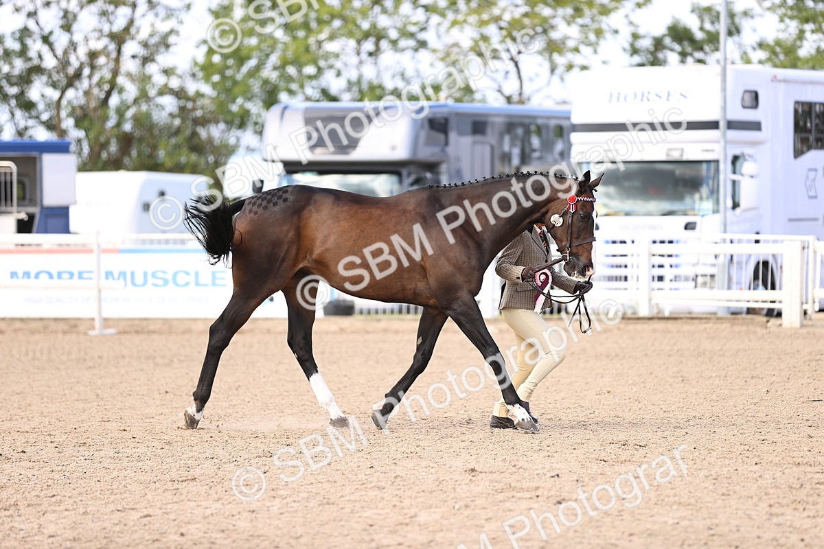 SBM_11572 - Class 407 - IH Hack-Riding Horse