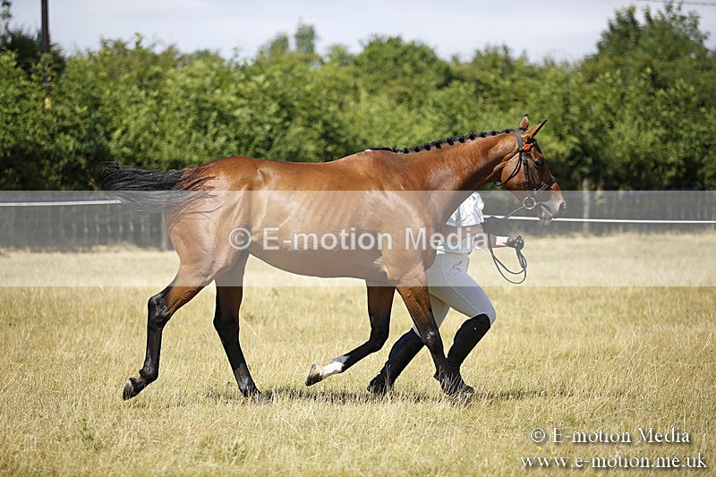 _C7A9707 - BVRC Sow 2018 Ring 2