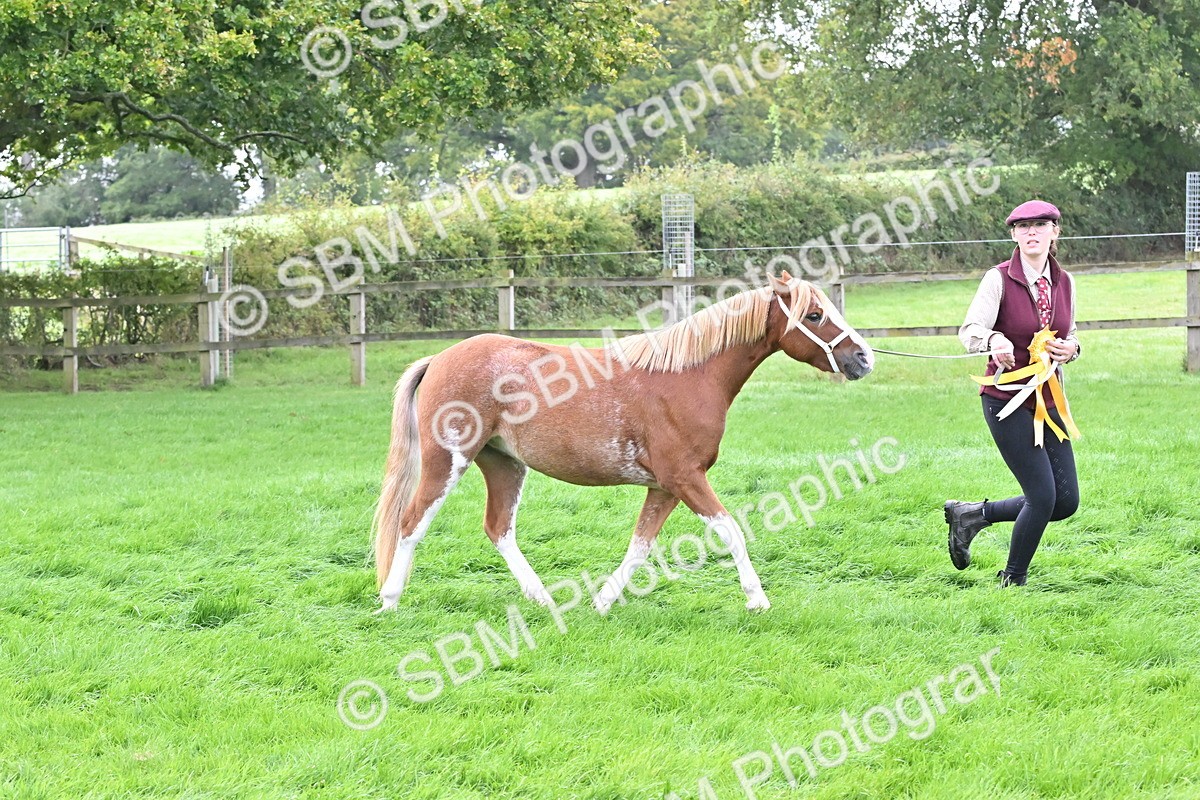 SBM_57013 - S45 - Coloured Pony In Hand