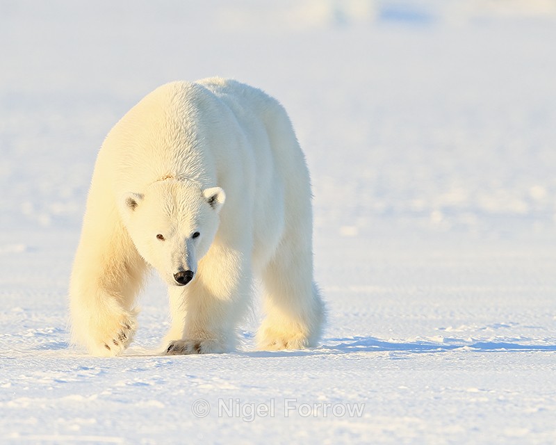Female Polar Bear, Svalbard, Norway - Polar Bear