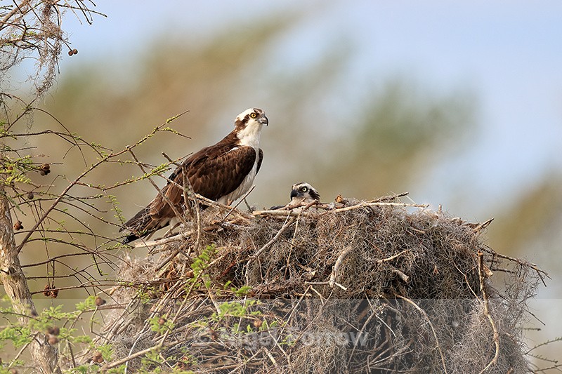 Ospreys at nest in sunshine, Blue Cypress Lake, Florida - Osprey