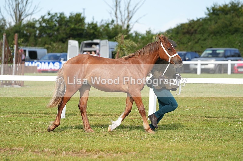 DSC04888 - Class 47: NPS M&M Yearling