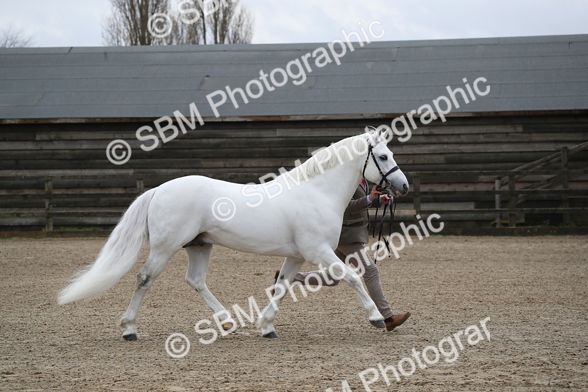 SBM_004028 - Class 1-4 - Young Stock classes Inc. In Hand Championship